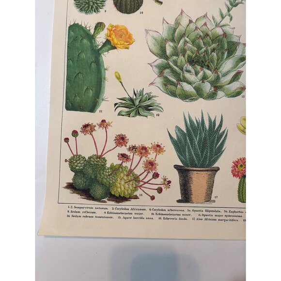 Vintage Cacti & Succulents Botanical Print Wall Art - 21"x16" - Retro Illustrati - Picture 3 of 7